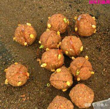 钓鱼饵料分类详解，用对饵料什么样的鱼都能