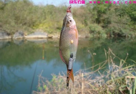 冬季钓鲫鱼应该用什么饵？饵料配制和状态作