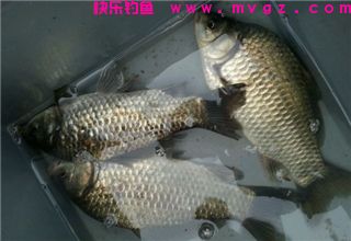 自制让你狂拉鲫鱼的天然饵料
