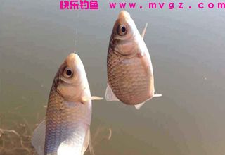 老鬼鱼饵在湖库钓鲫鱼的配方