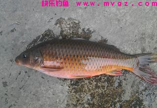 专钓野生鲤鱼鲫鱼的红薯混合饵料