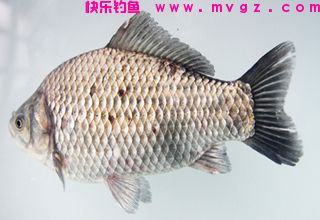 夏季深水钓鲫鱼的开饵技巧