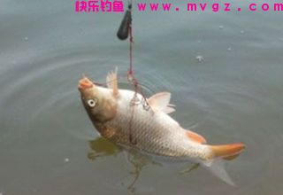 钓鲤鱼鲫鱼的窝料制作方法