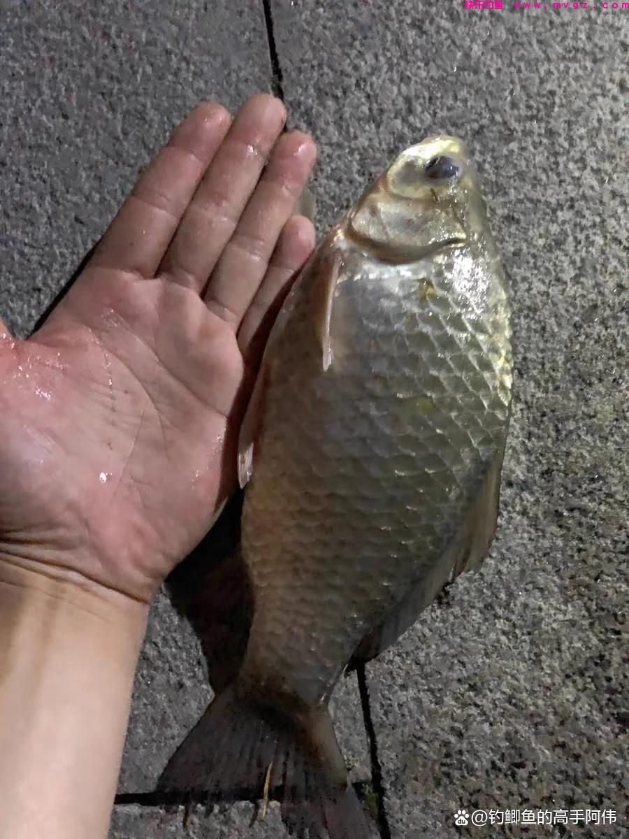 野钓浮漂有什么讲究？新手小白有没有一支浮