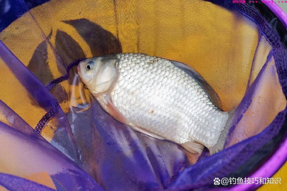 仲春钓鲫鱼的4句口诀，掌握以后能大幅提高