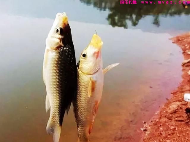 都说鲫鱼“经不起三逗”，告诉你这4种逗钓