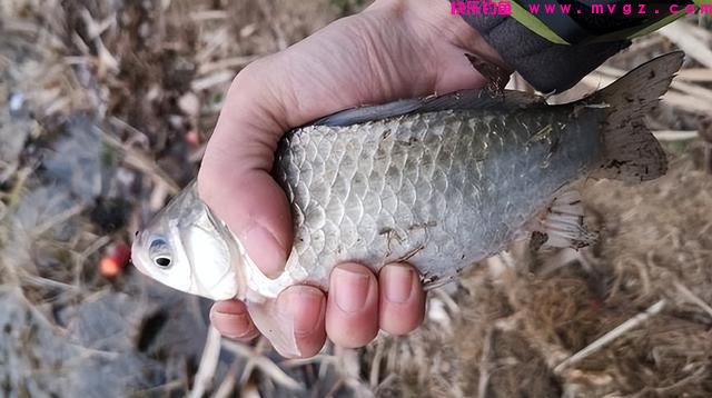 春季野钓鲫鱼怎么用饵？教你高效配饵“秘诀