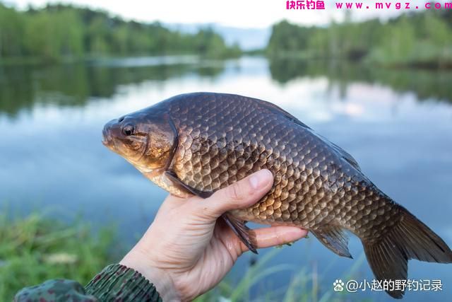 垂钓鲫鱼的方式方法，看看有用吗