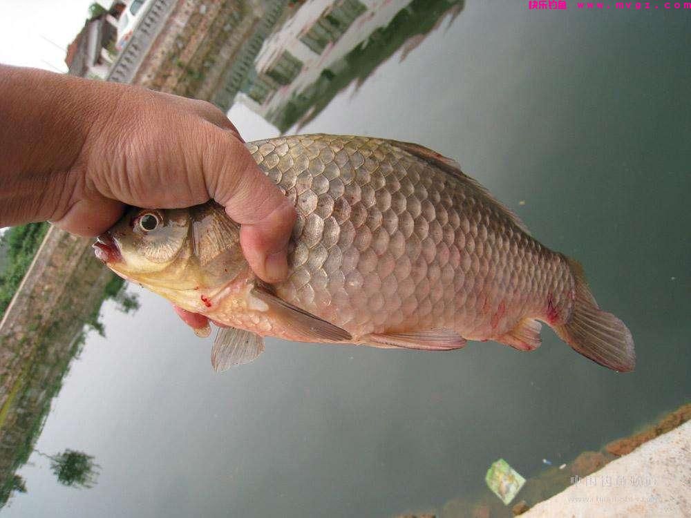 关于新手钓鲫，其实只要注意这四个细节，想