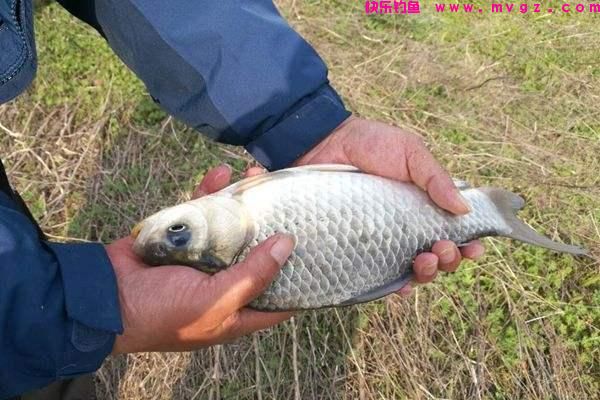 夏季钓鲫鱼，有三类钓位需要避开，钓鱼新手