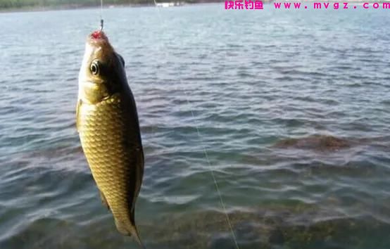 钓鲫鱼最好的时间，遵循这些“野钓老规矩”