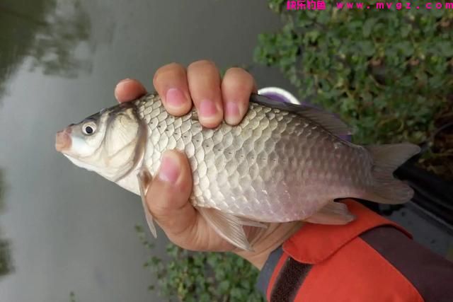 为何野钓时，钓到的多是小鲫鱼，做好这3点