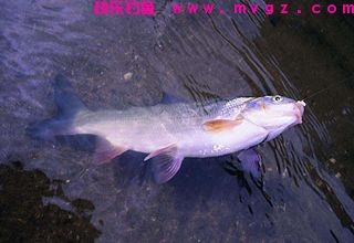 钓鱼8个基础知识点，新手要收藏