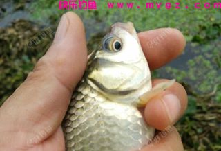 新手钓鱼人应该避免的三件事