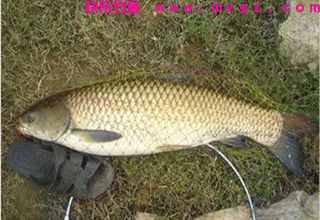 图解不切子线的挂钩方法