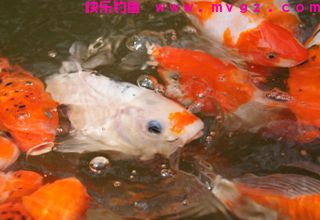 有鱼讯却不见鱼的原因及应对