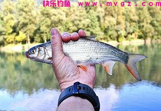 如何养活钓回来的鱼,关键在水质上