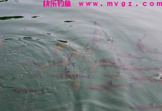 简单寻找鱼道的方法和常见的鱼道