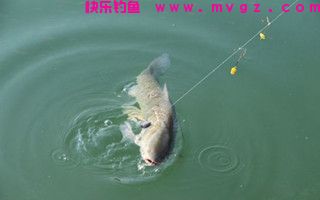 根据水情巧辨鱼情的技巧