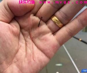 野钓时导致切线的原因都有哪些？
