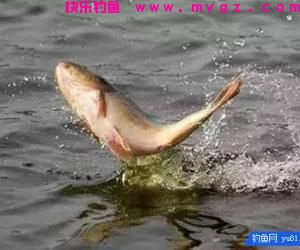 钓鱼经常跑鱼脱钩?新手钓友来学学这几个方