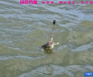 冬天钓鱼，特别鲫鱼，我把经验分享给钓友们