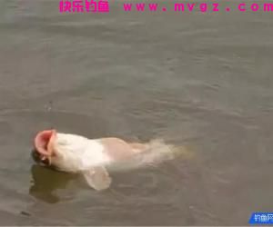 鱼儿上钩后,收线抬线的4个步骤,钓鱼人不