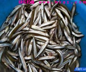 夏季钓鱼避白条是个问题，这些技巧帮你轻松