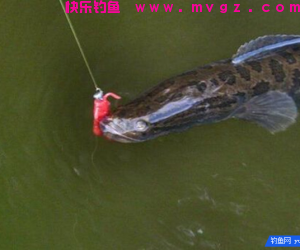 伊势尼 伊豆两种鱼钩的优缺点分析以及使用