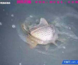 秋天钓鲤鱼找鱼窝的诀窍,4种找鱼技巧让钓