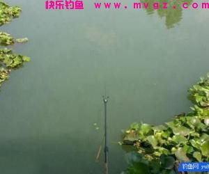 钓鱼别盲目，3招辨别水中是否有鱼！