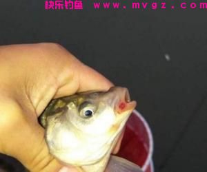 见到这种情况下的鱼,一定不要下竿钓鱼!