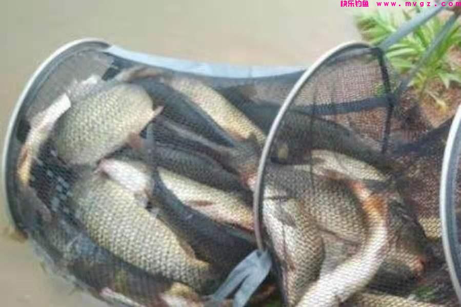 不是跟你吹,鲤鱼钓了二十年,唯独这技巧管