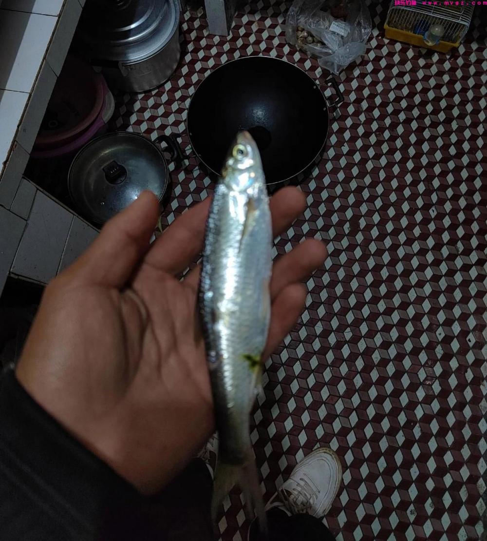 野河,最好钓七种鱼排名及钓法