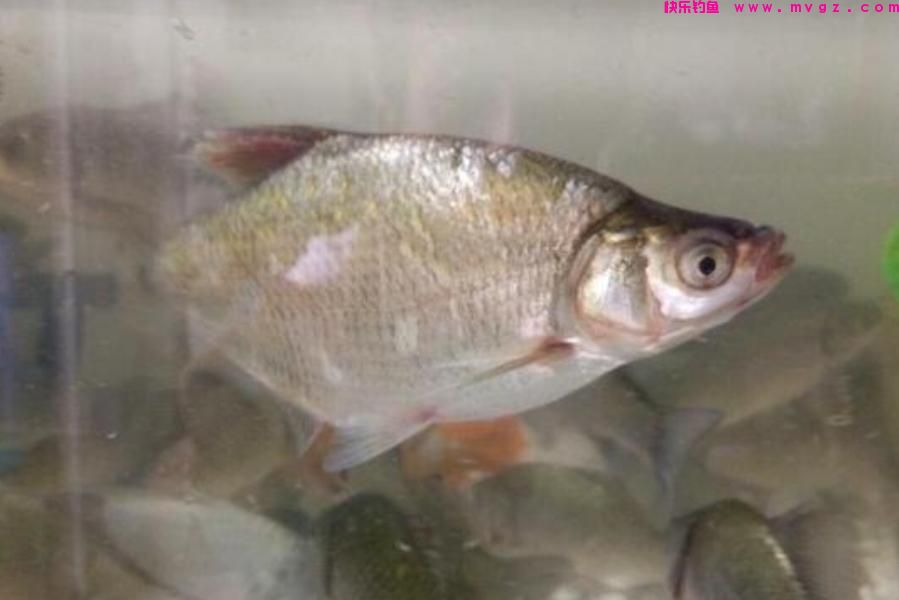 天气冷，鳊鱼反而更好钓？老司机再次提醒，