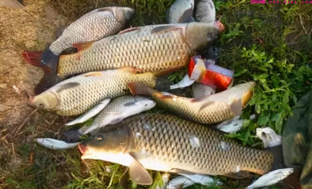 春季手竿钓鲤鱼，核心技巧有3个，熟练掌握