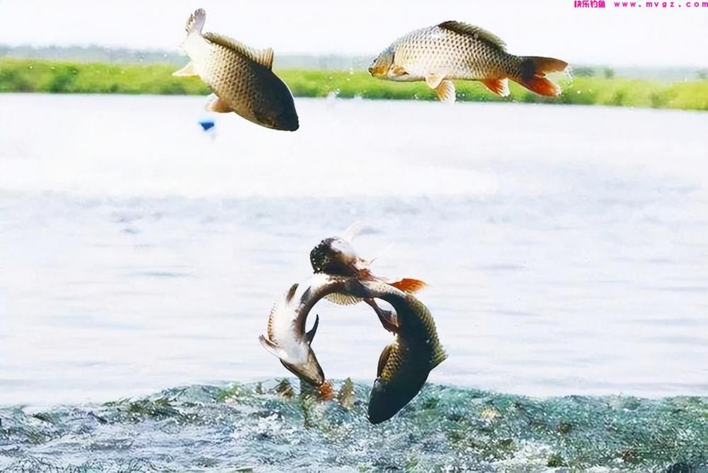 钓鱼中的十个冷知识,出乎意外又在意料中,