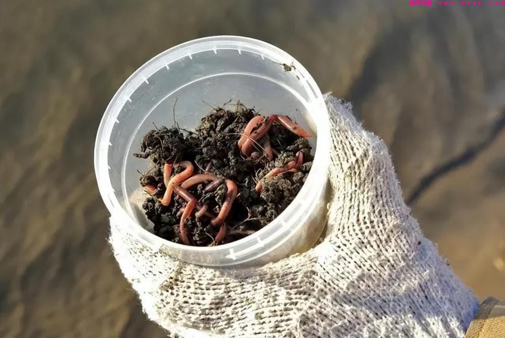 用蚯蚓钓不到鱼？不知道这5个技巧，鱼再多