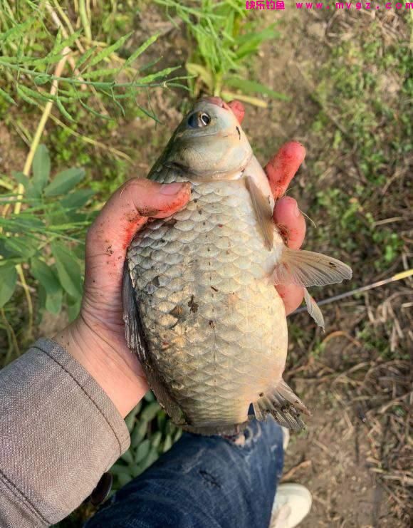 春季野钓大鲫鱼钓法分享，上鱼概率高且都是