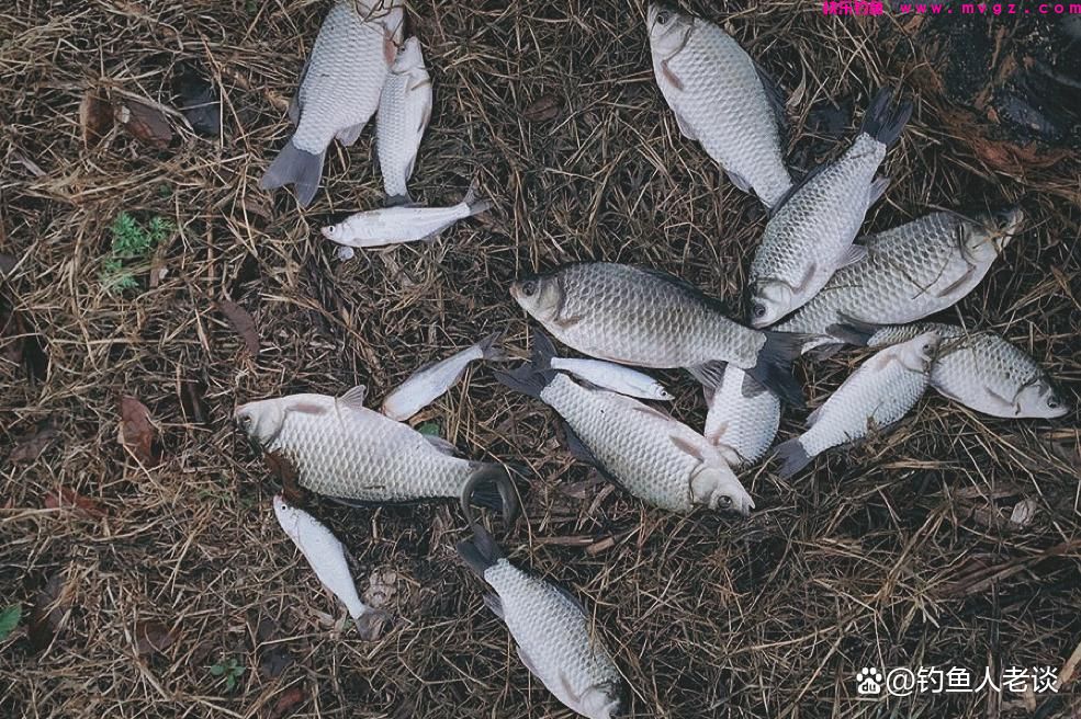 30年春季野钓鲫鱼经验分享,掌握以下5个