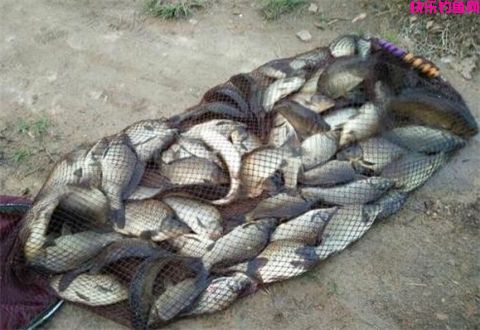 冬钓黑坑上岸不是梦，此饵料搭配必学