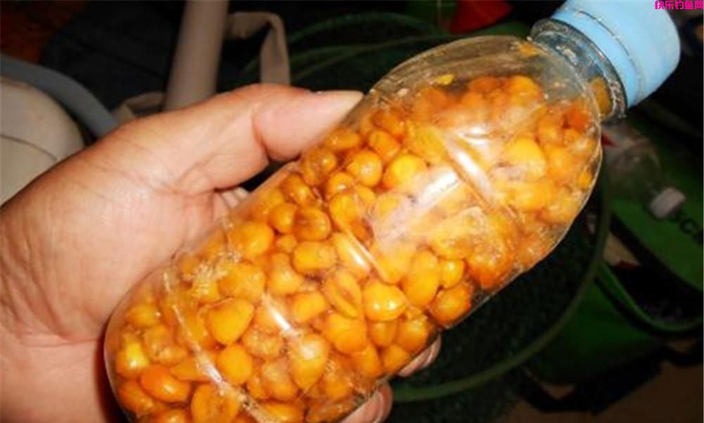 仲春钓鲤鱼，只需3种“绝杀饵料钓法”，鲤