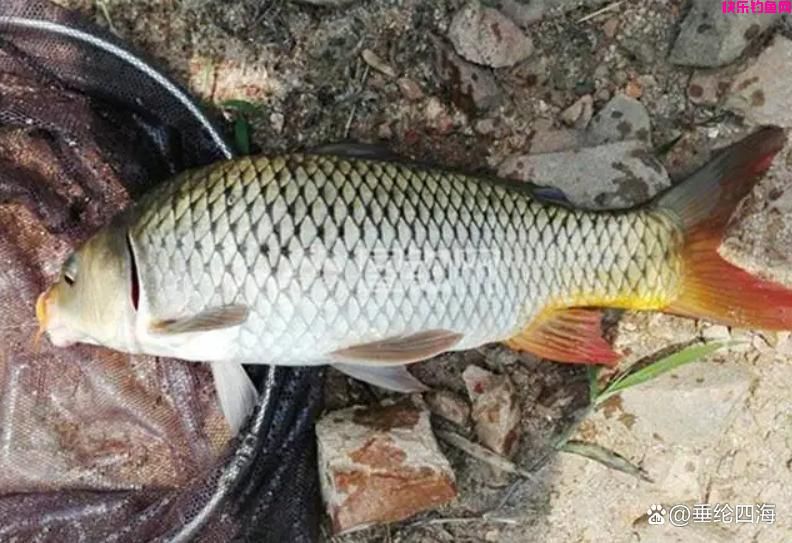 野钓鲤鱼用这3种饵料,每一种都很好用,大