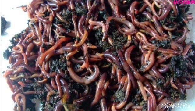 野钓常用好饵料有哪些?推荐的一些饵料,效