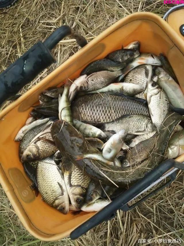 春季钓鱼饵料味型如何选？