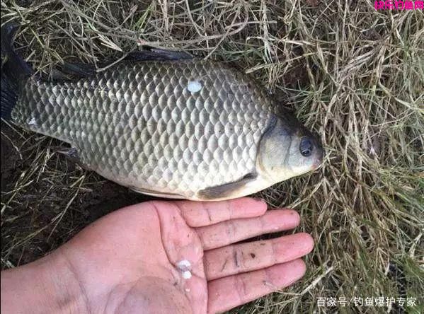 钓鲫鱼鲤鱼,用什么饵料搭配最好?(推荐)