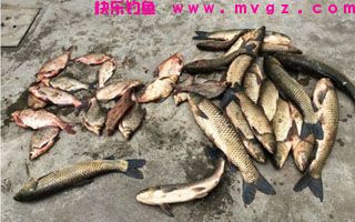 自制屡战屡爆的草鱼、鳊鱼窝料