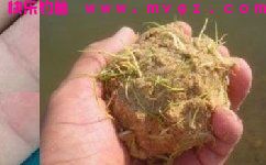 用谷芽做鱼饵去钓草鱼效果奇好
