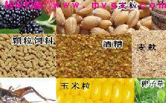 钓草鱼常用的饵料以及窝料（狗尾巴草、嫩芦