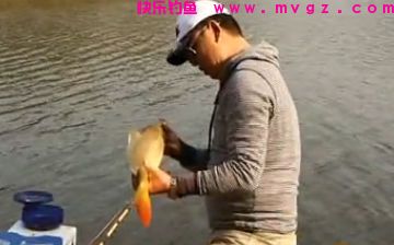 秋季钓鲫鱼、鲤鱼、草鱼的经典饵料配方